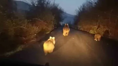 Karabük’ün Yenice ilçesinde anne ayı ve iki yavrusu yolda koşarken