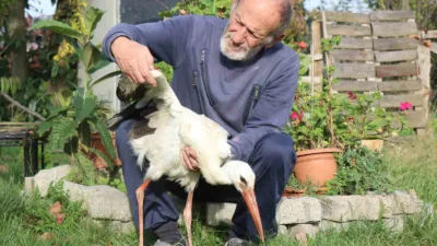 Sakarya’nın Kocaali ilçesinde annesinin yuvadan attığı leylek, bir mahalle sakininin