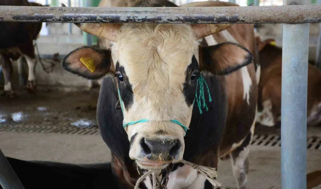Bolu’da hayvanlarda görülen şap hastalığı nedeniyle il genelinde uygulanan kısıtlamalar,