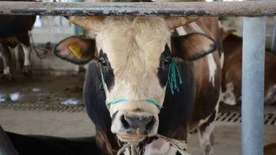 Bolu’da hayvanlarda görülen şap hastalığı nedeniyle il genelinde uygulanan kısıtlamalar,
