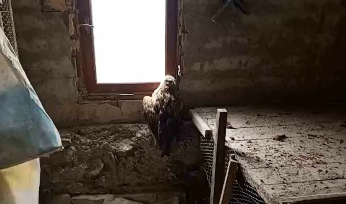 Bolu’nun Mudurnu ilçesinde bir vatandaş tarafından yaralı halde bulunan şahin,