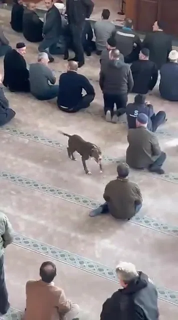 Kocaeli’de cuma namazı öncesinde bir camiye başıboş pitbull cinsi köpeğin
