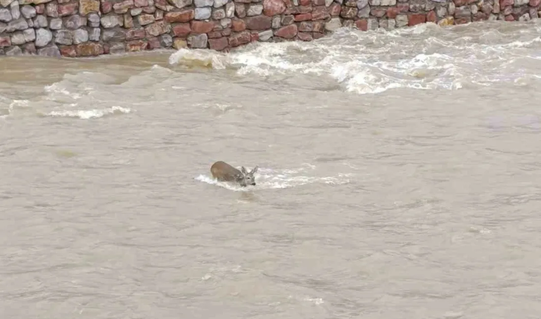Kastamonu’nun Cide ilçesinde çaya düşen ve suyun sürüklediği karaca ekipler