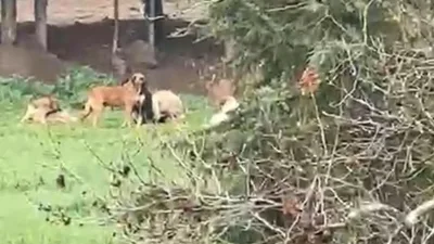 Kocaeli’nin Derince ilçesinde spor tesisleri ve mesire alanı çevresinde sürü