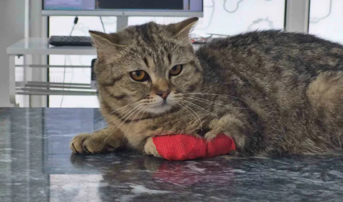 DÜZCE (İHA) – Düzce’nin ihracat kalemine bu yıl giren kedi