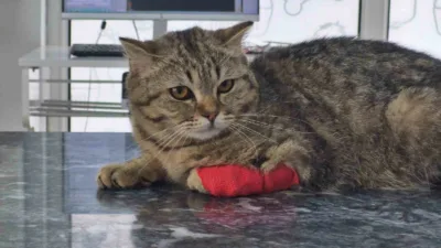DÜZCE (İHA) – Düzce’nin ihracat kalemine bu yıl giren kedi