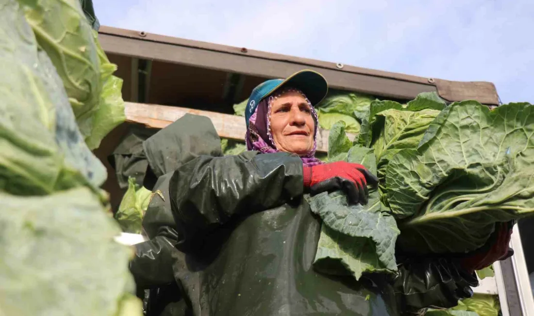 Sakarya’da pazar ve market tezgahlarında yer alan sebze ile meyveleri