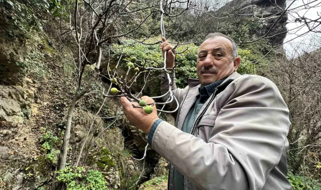 Karabük’ün Safranbolu ilçesinde Aralık ayında bir incir ağacının meyve vermesi