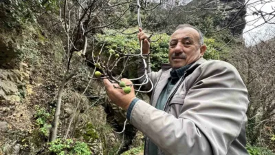 Karabük’ün Safranbolu ilçesinde Aralık ayında bir incir ağacının meyve vermesi