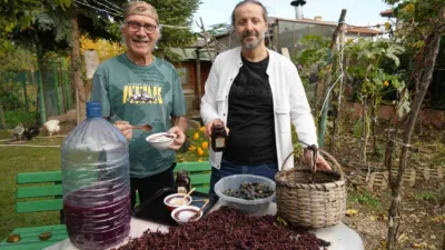Karadeniz’de yetiştirilen ve barındırdığı bol resveratrol sayesinde kanser dokularının oluşumunu,