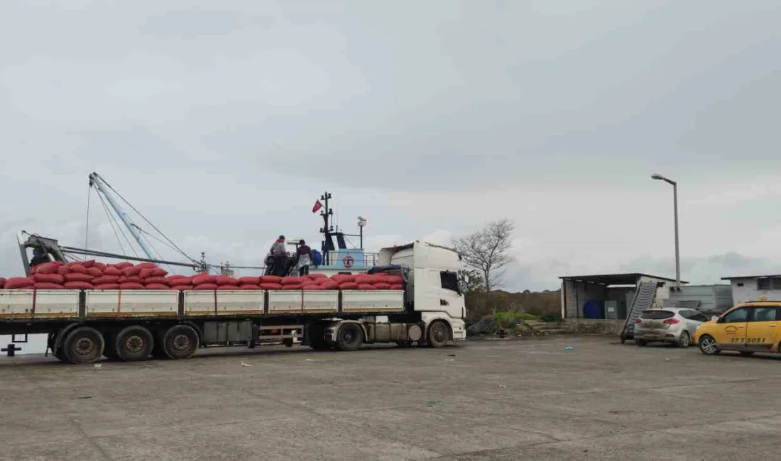 Kastamonu’nun İnebolu ilçesinden çıkartılan beyaz kum midyeleri, ekipler tarafından denetleniyor.