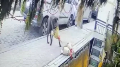 Kocaeli’de bir çiçekçi dükkanında sipariş için hazırlanan kokina buketi, kurye