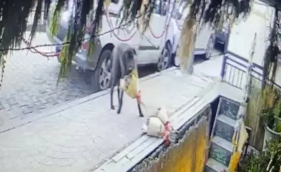 Kocaeli’de bir çiçekçi dükkanında sipariş için hazırlanan kokina buketi, kurye