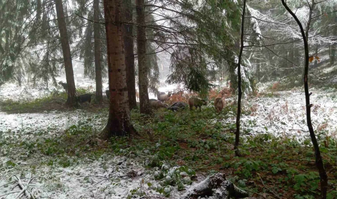Sakarya’nın Hendek ilçesinin yüksek kesimlerinde etkili olan kar yağışı, yaylaları
