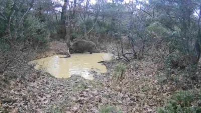 Tekirdağ’ın Ganos Ormanları’nda kurulan fotokapanlara yansıyan görüntülerde, yaban domuzlarından oluşan