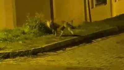 Akşam saatlerinde yiyecek aramak için şehre inen tilki, vatandaşın kamerasına
