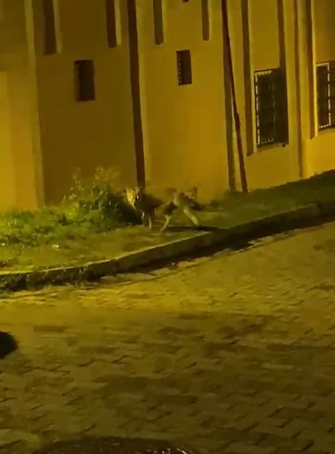 Akşam saatlerinde yiyecek aramak için şehre inen tilki, vatandaşın kamerasına