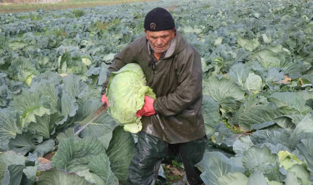 Kış sezonunun gözde sebzeleri arasında yer alan ve turşusu başta
