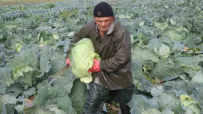 Kış sezonunun gözde sebzeleri arasında yer alan ve turşusu başta