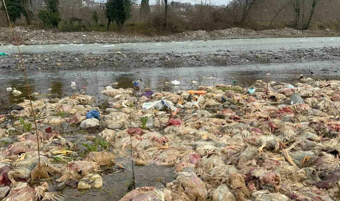 Zonguldak’ın Alaplı ilçesinde çay yatağında onlarca tavuk ölüsüne rastlandı. Olayla