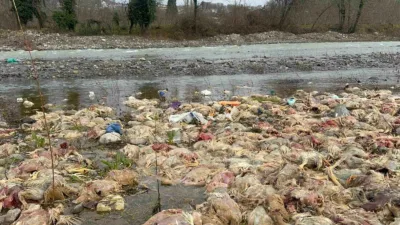 Zonguldak’ın Alaplı ilçesinde çay yatağında onlarca tavuk ölüsüne rastlandı. Olayla