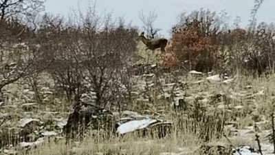 Ankara’nın Güdül ilçesinde sürü halinde dolaşan yaban geyikleri cep telefonu