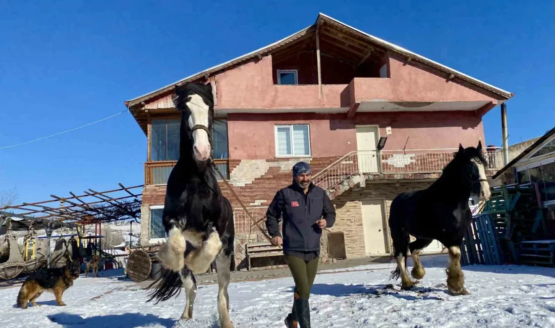 Ankara’nın Çubuk ilçesinde yaşayan Özgür Peştanlı; kurtlardan köpeklere, atlardan eşeklere
