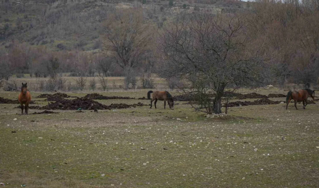 Ankara’da yaban hayatının simgelerinde olan yılkı atları havadan görüntülendi. Ankara’nın