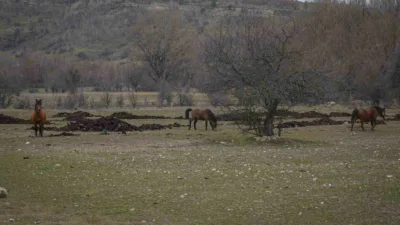 Ankara’da yaban hayatının simgelerinde olan yılkı atları havadan görüntülendi. Ankara’nın
