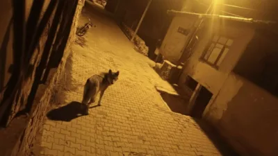 Ankara’nın Beypazarı ilçesinde aç kalan kurtlar şehre indi. Beypazarı ilçesinde