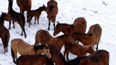 Bolu’da karlı havada yiyecek bulmakta zorlanan yılkı atları şehir merkezine