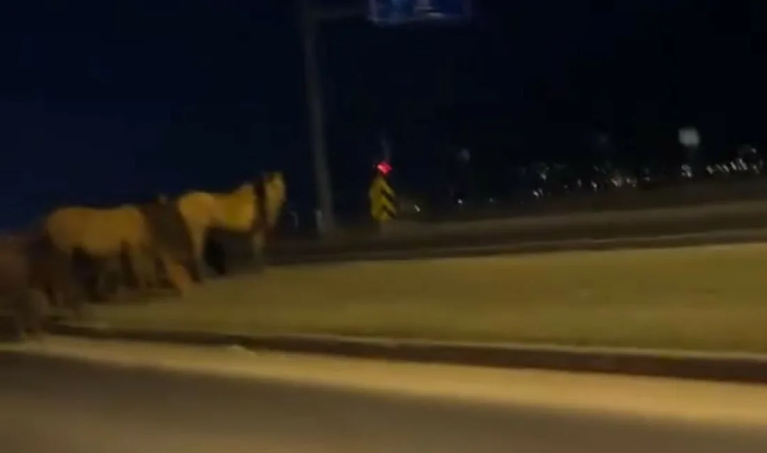 Bolu’da doğal yaşam alanlarından inen yılkı atları, uluslararası geçiş güzergahı