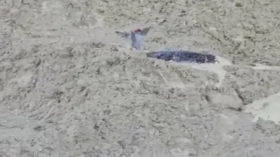 Kastamonu’nun Abana ilçesinde uçurumdan düşerek çamura saplanan karaca, orman ekipleri