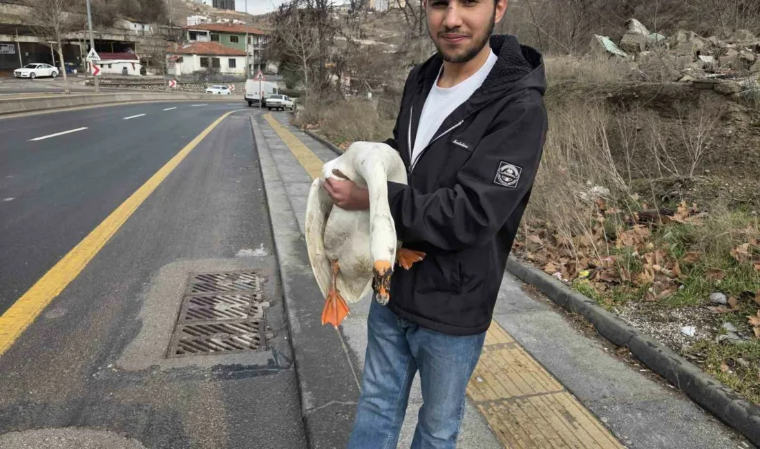 Ankara’da barındığı çiftlikten kaçıp yola atlayan kaz sürücülerin zor anlar