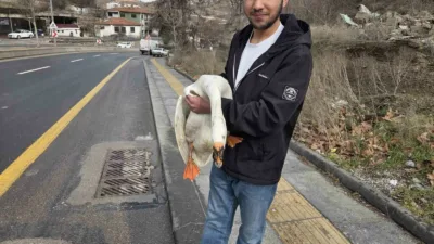 Ankara’da barındığı çiftlikten kaçıp yola atlayan kaz sürücülerin zor anlar