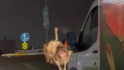 Sakarya’nın Arifiye ilçesinde başıboş şekilde dolaşan deve kuşu trafiği birbirine