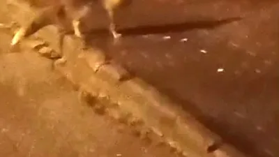 Ankara’nın Elmadağ ilçesinde aç kalan tilkiler şehir merkezine indi. Olay,