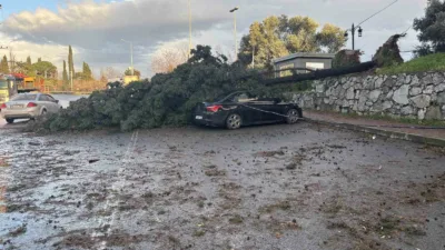 Kocaeli’nin Gebze ilçesinde fırtına sebebiyle cadde üzerindeki bir ağaç park
