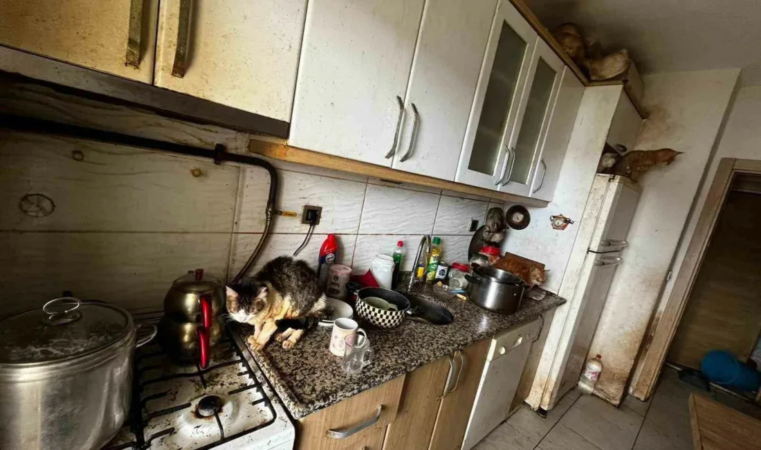 Kocaeli’nin Kandıra ilçesinde bir evde çok sayıda kedi ve köpeğin