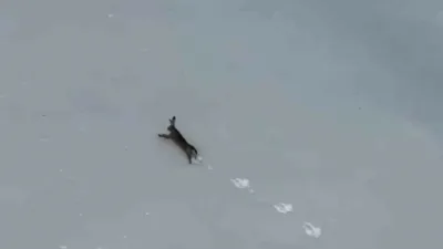 Karabük’te Keltepe Kayak Merkezi’nde kar üzerinde koşan bir yaban tavşanı,