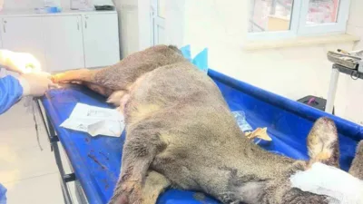 Karabük’te bir aracın çarpması sonucu yaralanan karaca, ekipler tarafından tedavi