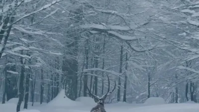 Kocaeli’nin kış turizmiyle ünlü ilçesi Kartepe’de kızıl geyik görüntülendi. Kocaeli