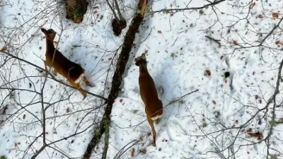 Kastamonu’nun Şenpazar ilçesinde kar yağışı sonrası beyaz örtüyle kaplanan ormanlık