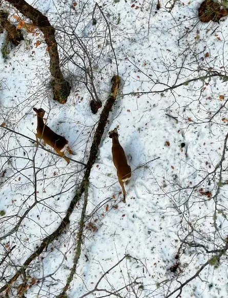 Kastamonu’nun Şenpazar ilçesinde kar yağışı sonrası beyaz örtüyle kaplanan ormanlık