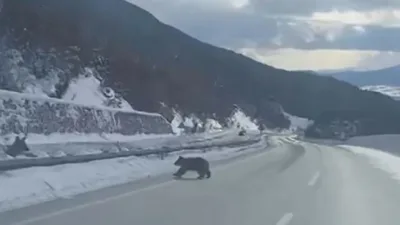 Kastamonu’nun Küre ilçesinde bozayının ormanlık alanda karda yürümeye çalışması Orman
