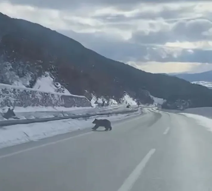 Kastamonu’nun Küre ilçesinde bozayının ormanlık alanda karda yürümeye çalışması Orman