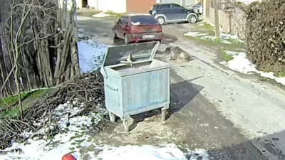 Bolu’da yol ortasında uyuyan sokak köpeğinin üzerinden aracıyla geçerek arka