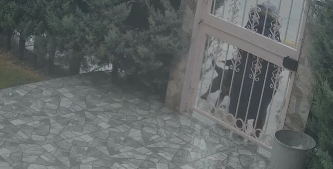Ankara’da sahipsiz köpeklerin saldırısına uğrayan kadına yardım eden Nurten Güven,