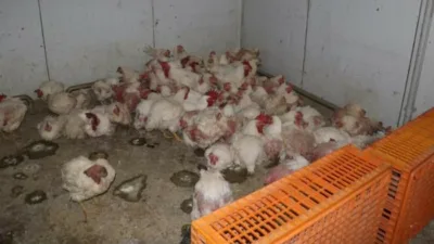 Sakarya’nı Taraklı ilçesinde mevzuata aykırı üretim yapan tavuk çiftliğinde ölü