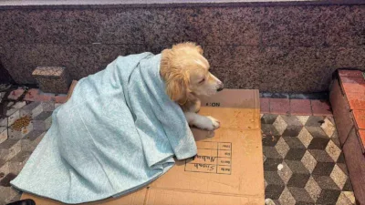 Zonguldak’ın Ereğli ilçesinde etkili olan kar yağışında üşüyen sokak köpeğine